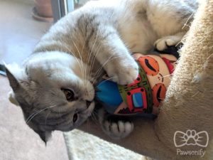Shimi, Pawsonify model, attacking Teemo plush