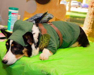 Kiba The Cosplay Corgi